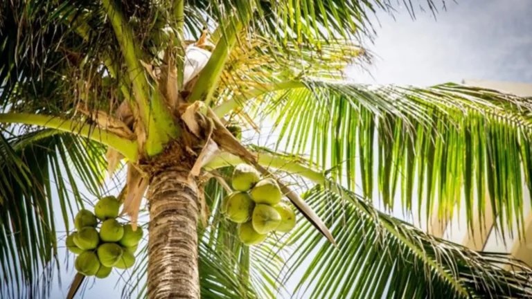 Aruba Outdoor tours Coconut Palm trees 3 1 768x432
