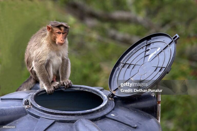 gettyimages 498266565 1024x1024 1 768x512