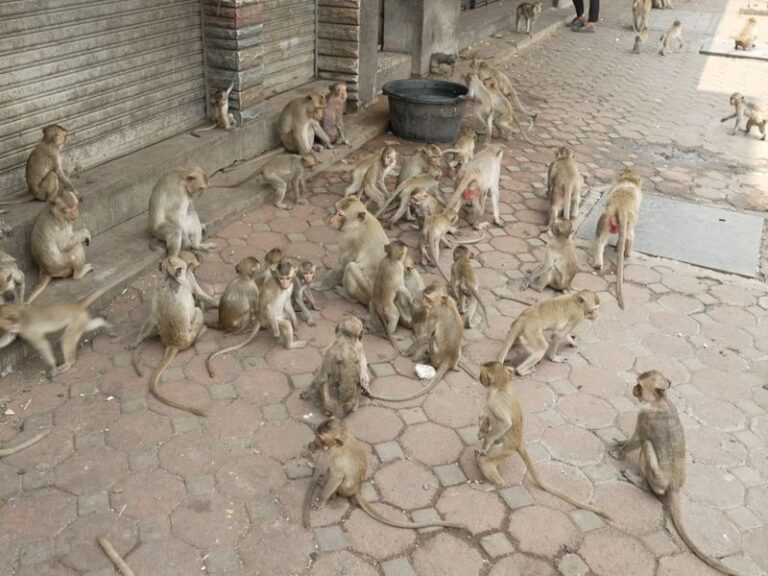 skynews monkeys thailand 6509945 768x576