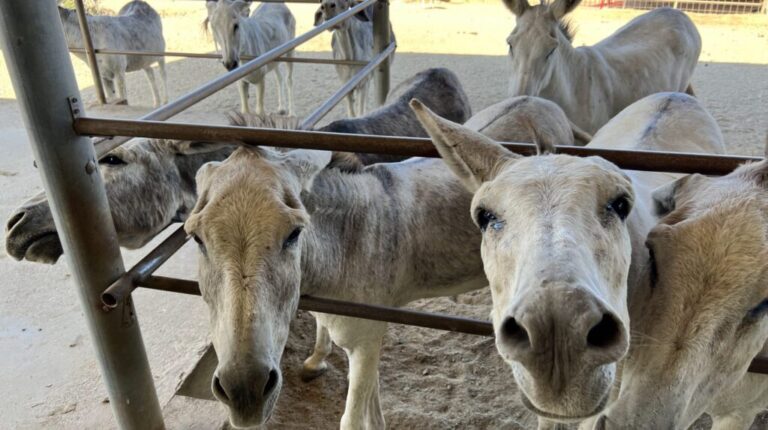 1 16 scaled e1731340496984 1024x573 1 1 768x430