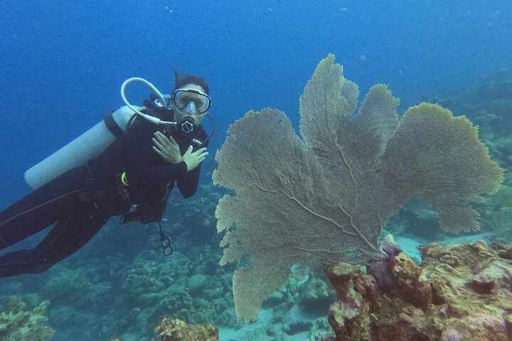 Divers of Poseidon Aruba Diving/Snorkeling/Island Tours/Fishing Featured image