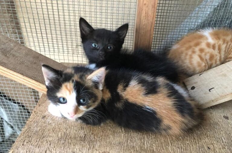 51706753 2208802322518584 4415793530719436800 n 768x508