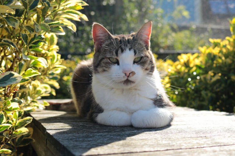 Raven 8 scaled 1 768x512