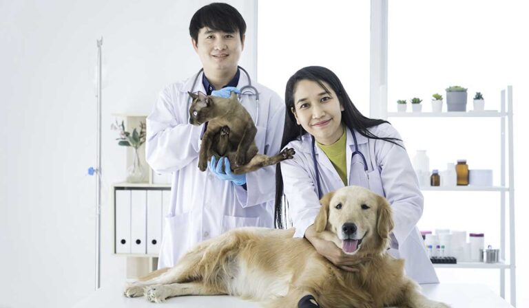animal hospital vs vet 1 768x448