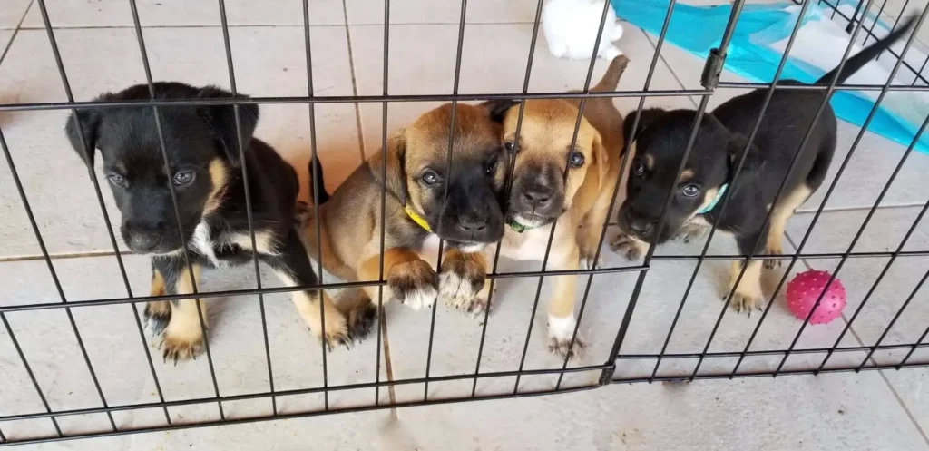 cute puppies in crate 1 1024x497