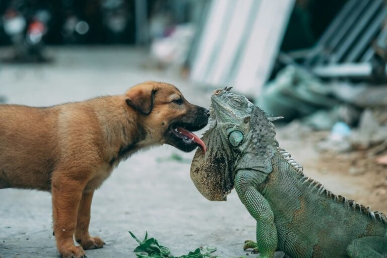 dog and iguana 768x512