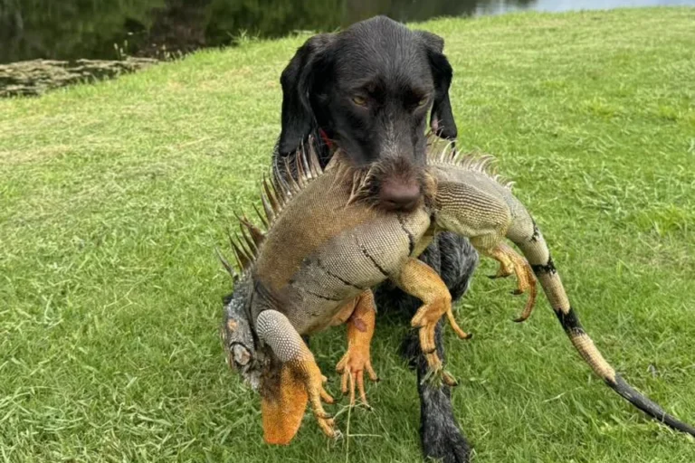 fenix iguana hunting dog 768x512