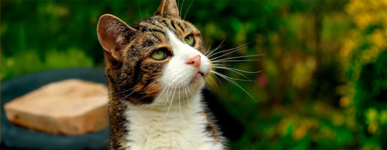 kat header uitgebreid 1024x398 1 768x299